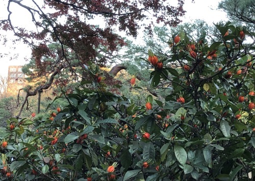 六義園 〜花・実編〜_b0407307_00401939.jpeg
