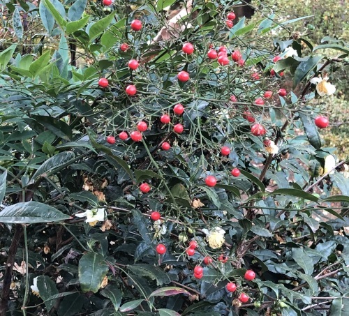 六義園 〜花・実編〜_b0407307_00405318.jpeg