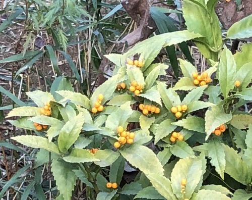六義園 〜花・実編〜_b0407307_00411530.jpeg