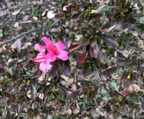 六義園 〜花・実編〜_b0407307_00423761.jpeg