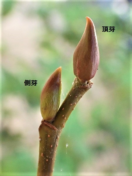 ヤシャブシ 夜叉五倍子 里山の四季