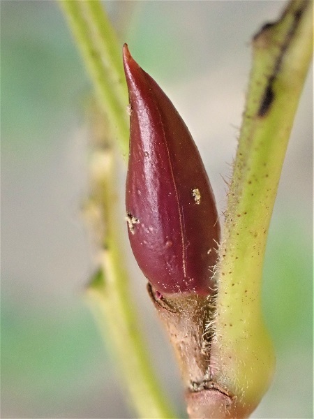 ヤシャブシ 夜叉五倍子 里山の四季