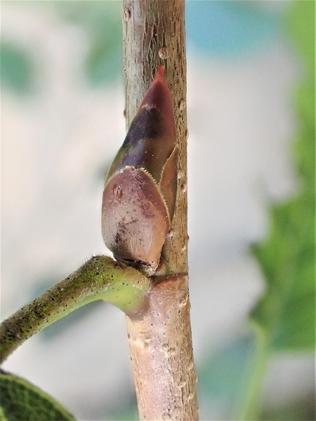ヤシャブシ 夜叉五倍子 里山の四季