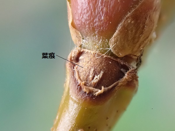 ヤシャブシ 夜叉五倍子 里山の四季