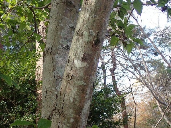 ヤシャブシ 夜叉五倍子 里山の四季