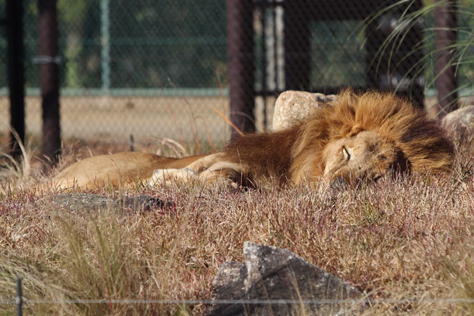 くつろぎのイケライオン「アレン＆トウヤ」（千葉市動物公園 December 2019）_b0355317_21585618.jpg