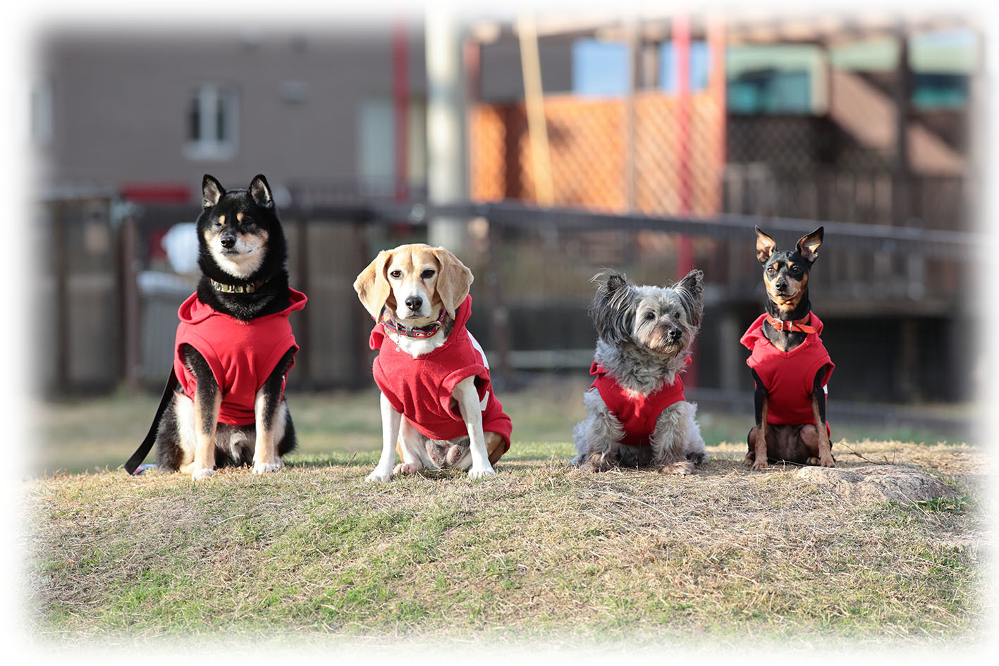 ゆいまーる淡路で平日飛行犬撮影会 夕日撮影 飛行犬撮影所 Kobe ゆいまーる淡路で平日飛行犬撮影会 夕日撮影 飛行犬撮影所 Kobe
