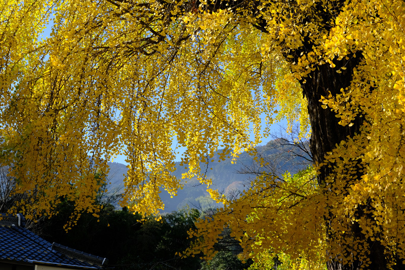 紀州　かつらぎ町丹生酒殿神社の大いちょう、岩出市根来寺大門の紅葉、橋本市吉原のメタセコイア_a0216227_08435449.jpg