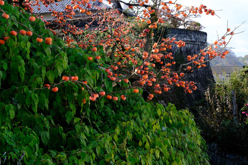 紀州　かつらぎ町丹生酒殿神社の大いちょう、岩出市根来寺大門の紅葉、橋本市吉原のメタセコイア_a0216227_18583048.jpg