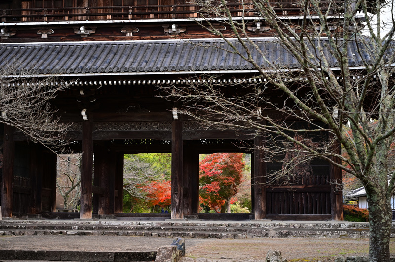 紀州　かつらぎ町丹生酒殿神社の大いちょう、岩出市根来寺大門の紅葉、橋本市吉原のメタセコイア_a0216227_21211096.jpg