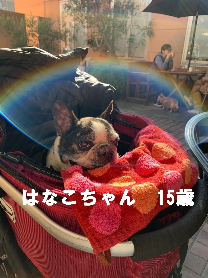 あぐり、11歳になりました!_d0155952_15070526.jpg