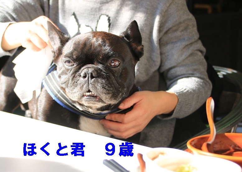 あぐり、11歳になりました!_d0155952_15072852.jpg
