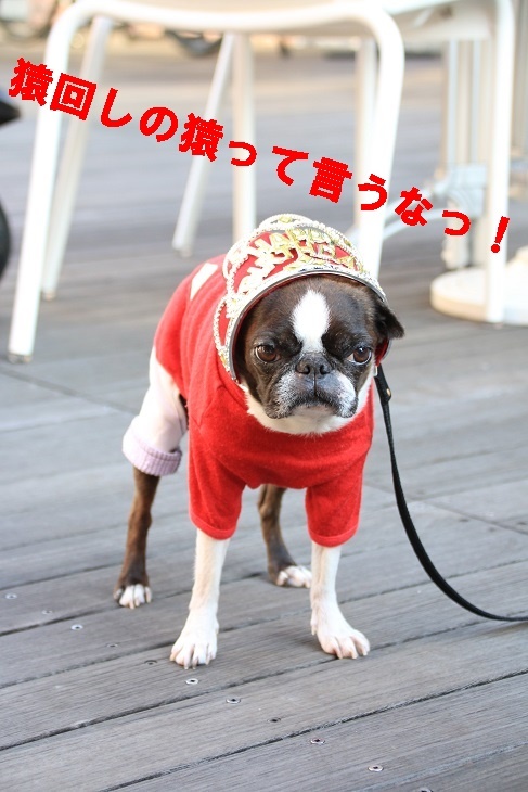 あぐり、11歳になりました!_d0155952_15405948.jpg