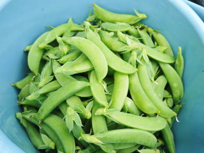 スナップエンドウ「シャキ甘“菊光”」令和2年度出荷開始!シャキっとした食感!ほんのり甘い旨さが大人気!_a0254656_16405986.jpg