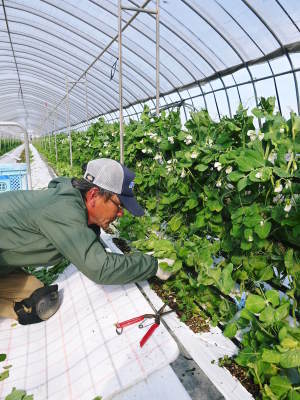 スナップエンドウ「シャキ甘“菊光”」令和2年度出荷開始!シャキっとした食感!ほんのり甘い旨さが大人気!_a0254656_16442483.jpg