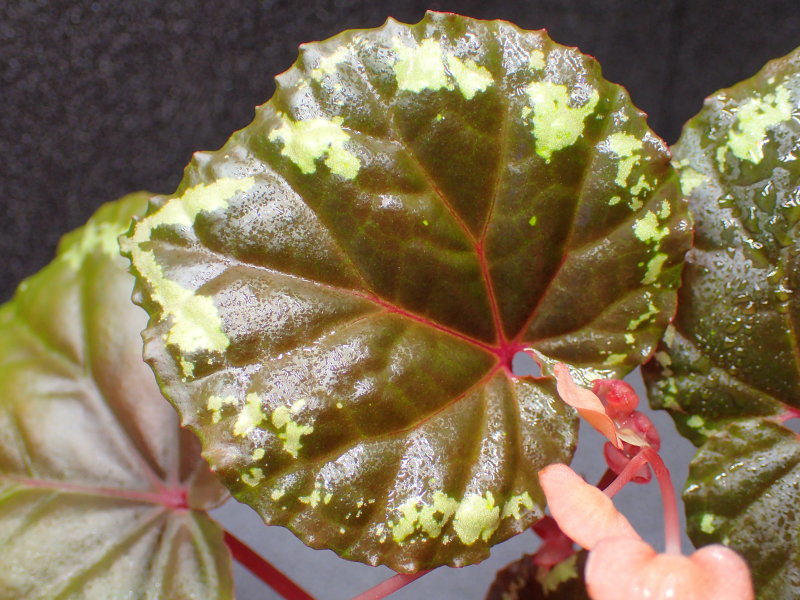 Begonia ignita : ベゴの葉っぱ