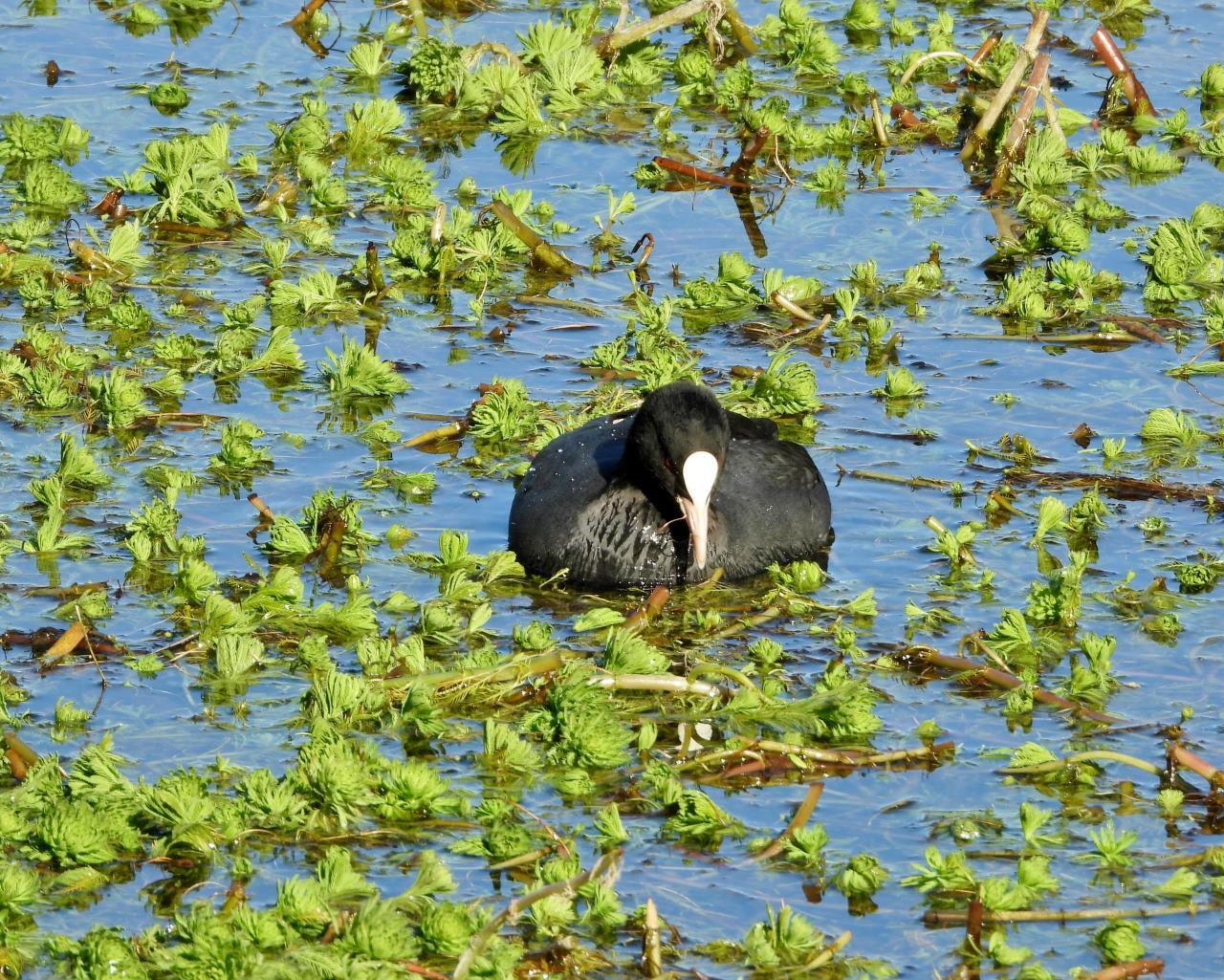 大塩湖で　水鳥たちやジョビ太くん_c0305565_17184637.jpg