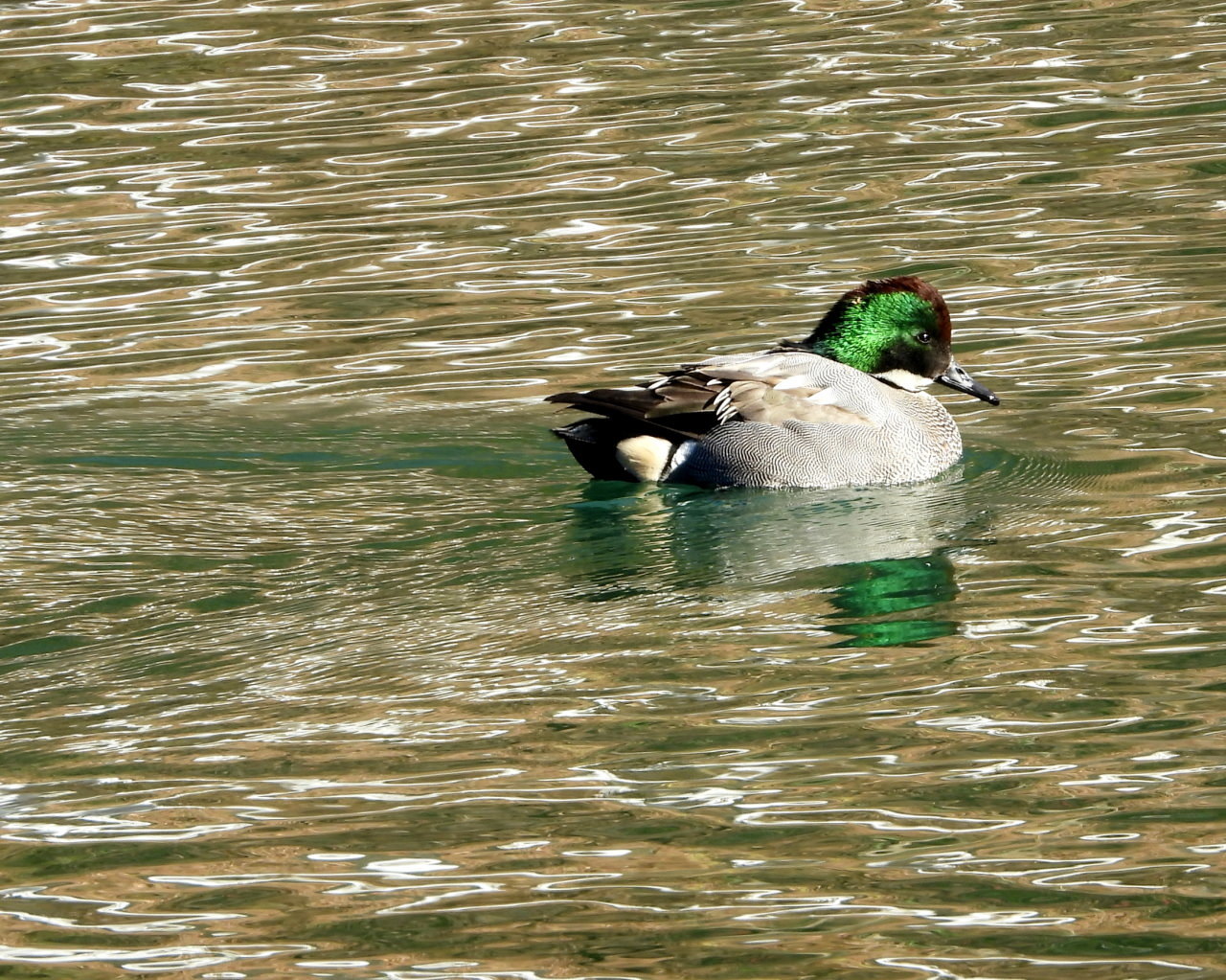 大塩湖で　水鳥たちやジョビ太くん_c0305565_17200475.jpg