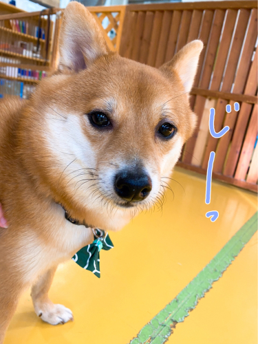 保育園ブログ\\( ´ω` )/_f0357682_01191861.jpg