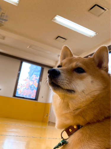 保育園ブログ\\( ´ω` )/_f0357682_01355375.jpg