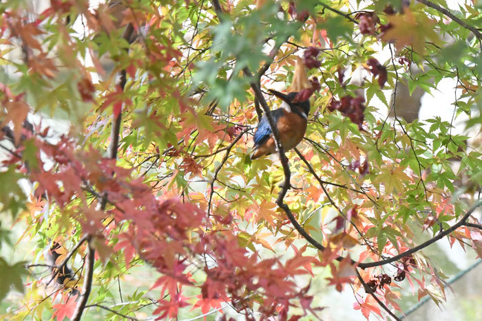 紅葉狩り♪　＜翡翠＞_e0248688_17213111.jpg