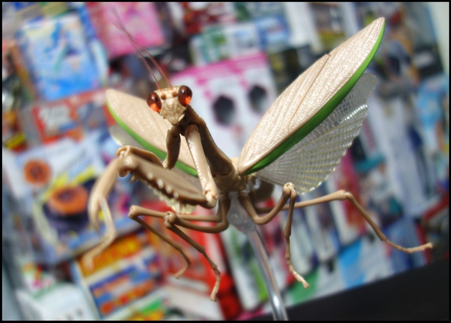 【まとめ売りのみ‼️】だんごむし　すずめばち　かまきり　多数 まとめ売りのみ‼️】だんごむしすずめばちかまきり多数