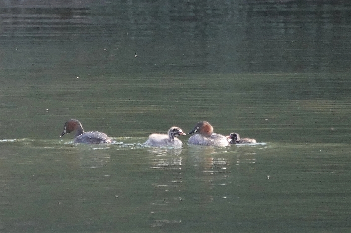 近場の３公園で探鳥（2020.11.29）_a0384397_11040961.jpg