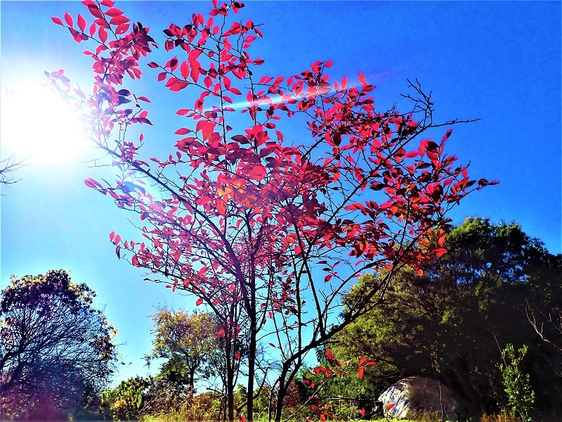 ヤシャブシ 夜叉五倍子 里山の四季