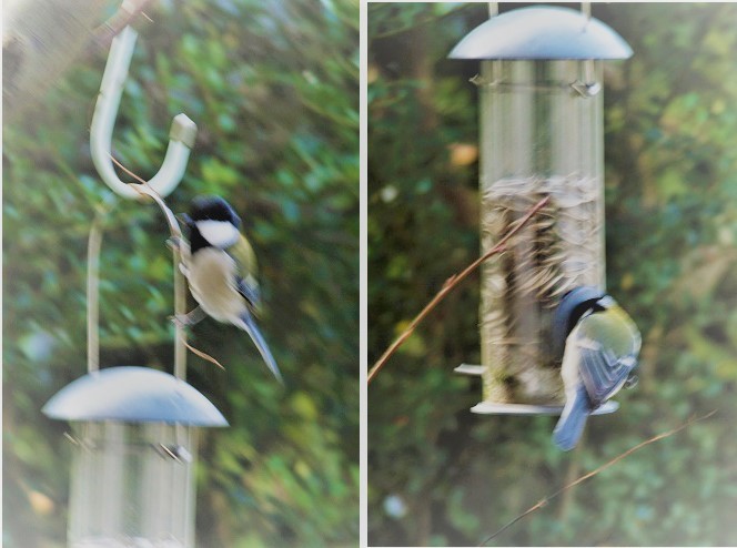 コロナと野鳥のご飯_c0202113_11211243.jpg