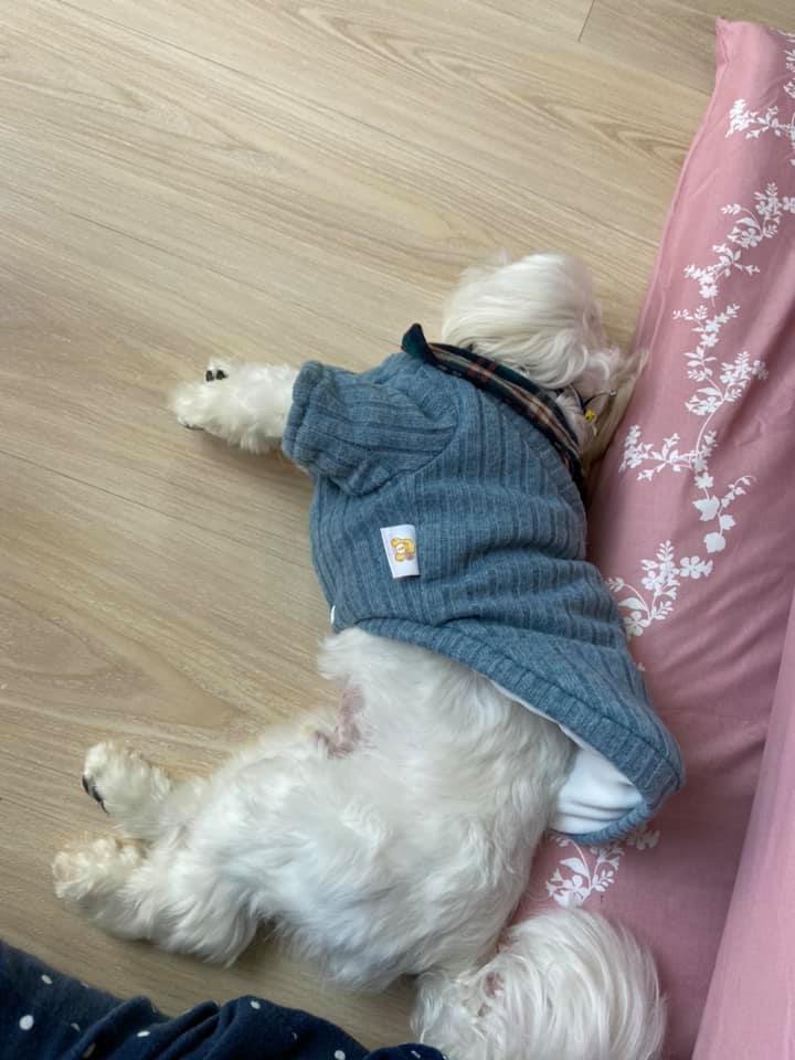 哈吉吃醋公主_f0057324_16093868.jpeg