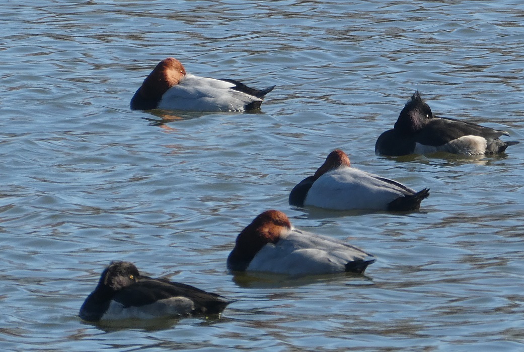 小合溜の水鳥たちなど　＠水元公園_d0288144_17300636.jpg