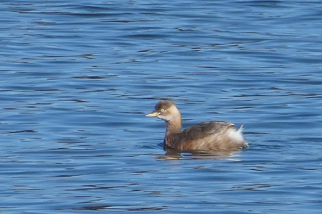 小合溜の水鳥たちなど　＠水元公園_d0288144_17343610.jpg