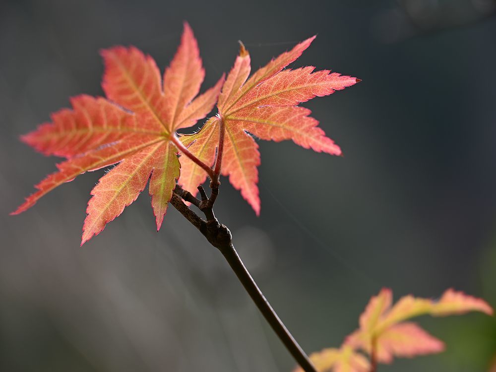 三辻山を歩く_b0370155_16344450.jpg
