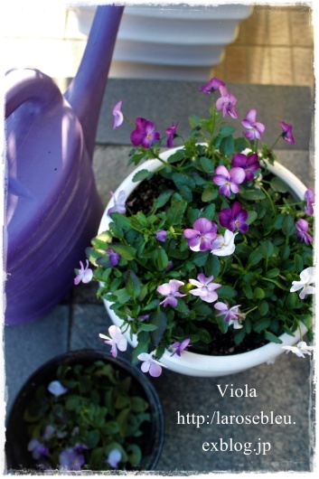 ビオラの花がら摘み La Rose 薔薇の庭