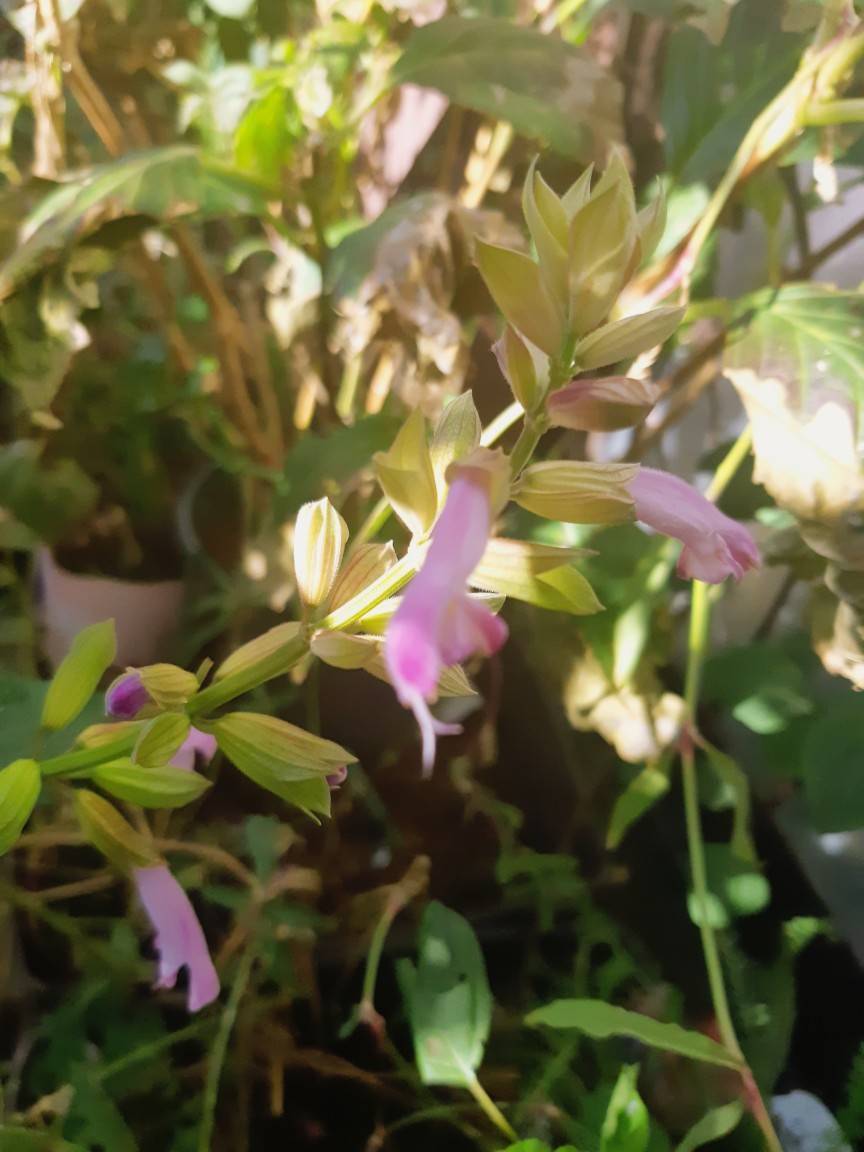 ピンクの宿根サルビア 花暮らしの記 ピンクの宿根サルビア 花暮らしの記