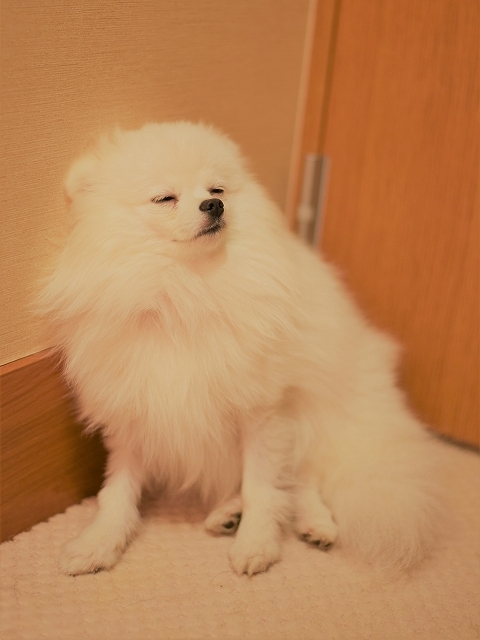 可愛いので見てください_d0360206_23413892.jpg