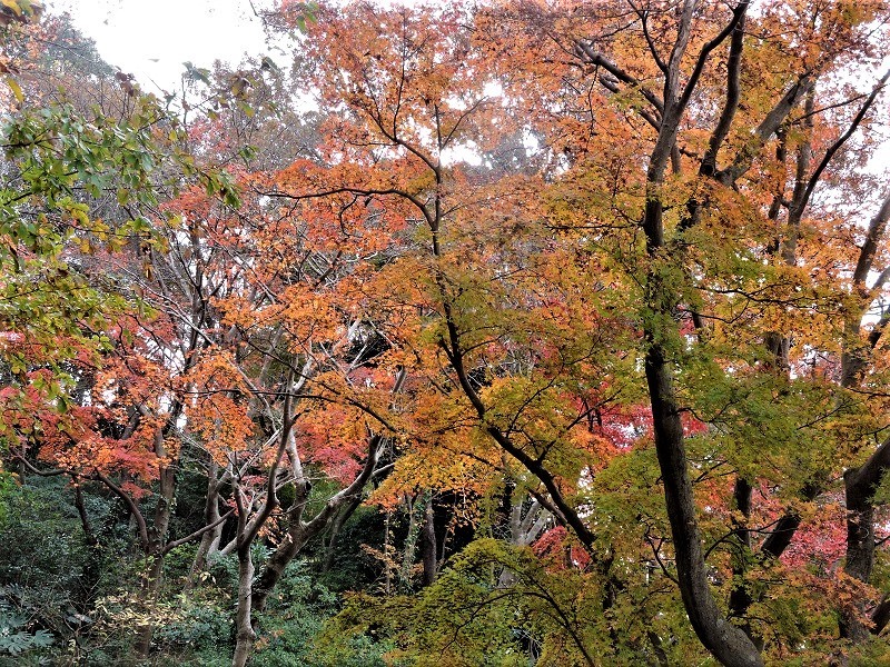 木下万葉公園の紅葉 印西市 里山の四季