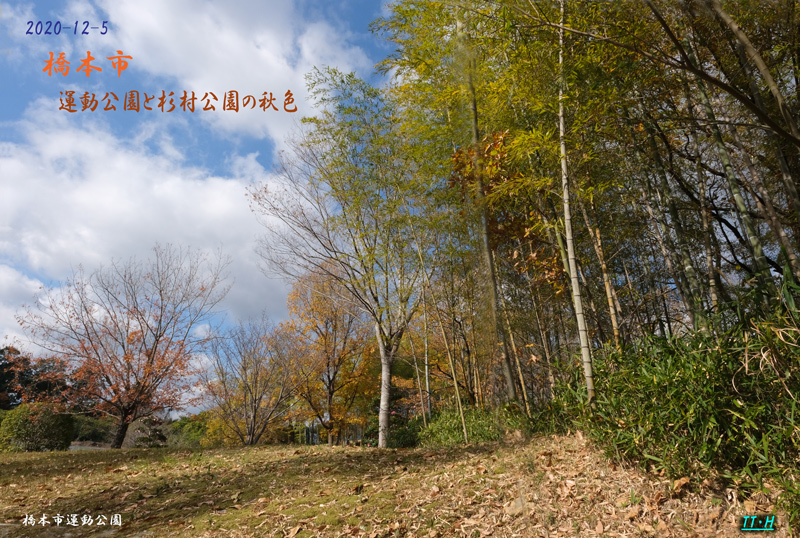 橋本市 運動公園と杉村公園の秋色 日本全国くるま旅