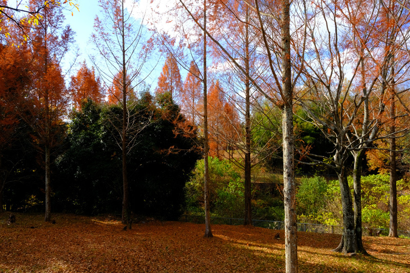 橋本市 運動公園と杉村公園の秋色 日本全国くるま旅