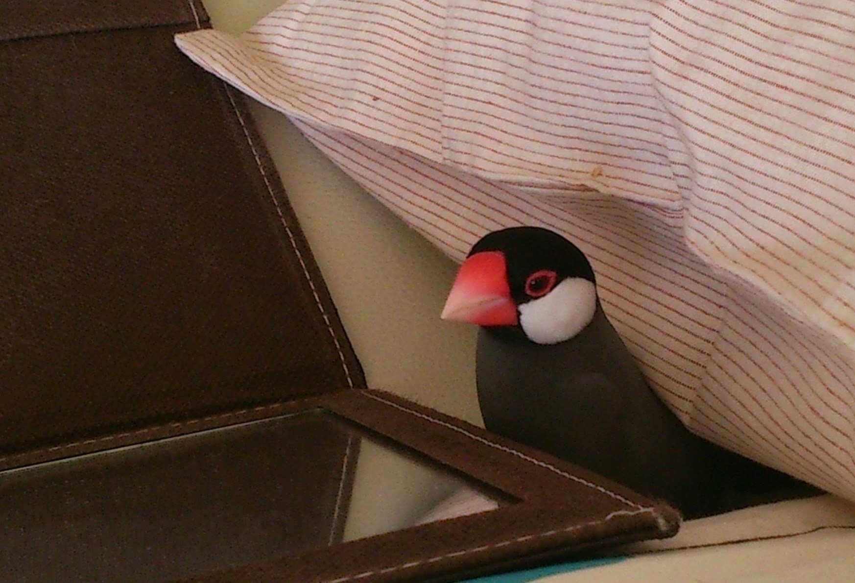 文鳥の思い出 おうち日記 文鳥の思い出 おうち日記