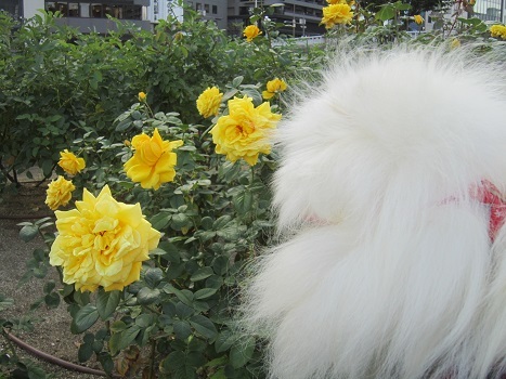 中之島公園バラ園(秋)11月1日_b0177436_21240443.jpg
