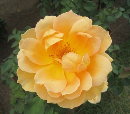 中之島公園バラ園(秋)11月1日_b0177436_21254579.jpg