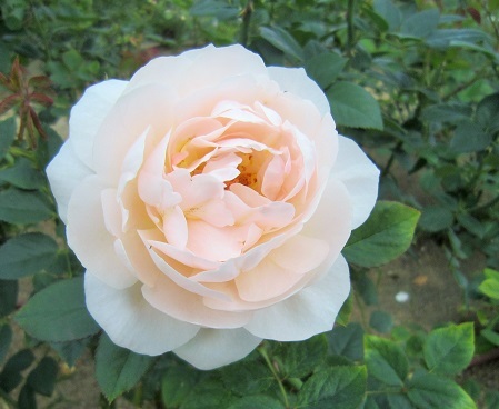 中之島公園バラ園(秋)11月1日_b0177436_21264058.jpg