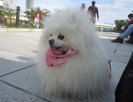 中之島公園バラ園(秋)11月1日_b0177436_21275347.jpg