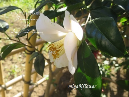 山茶花は散る 椿は落ちる 風と花を紡いで