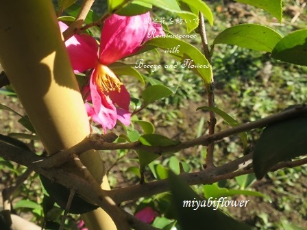 山茶花は散る 椿は落ちる 風と花を紡いで