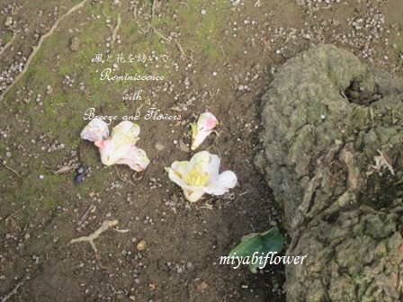 山茶花は散る 椿は落ちる 風と花を紡いで 山茶花は散る 椿は落ちる 風と花を紡いで