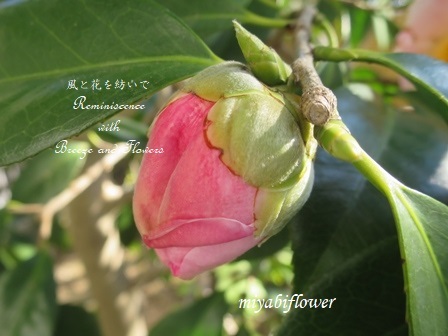 山茶花は散る 椿は落ちる 風と花を紡いで 山茶花は散る 椿は落ちる 風と花を紡いで