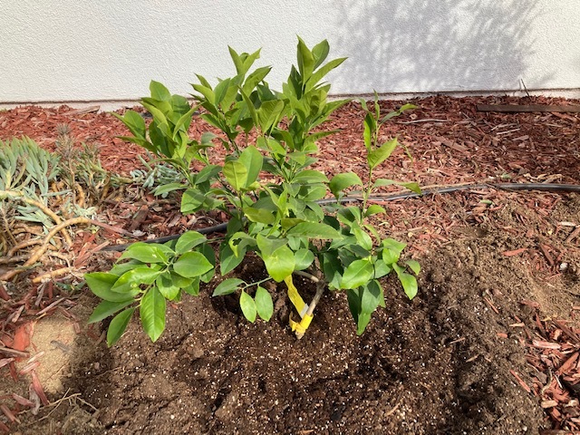 レモンの木を植える 夢と現実の狭間