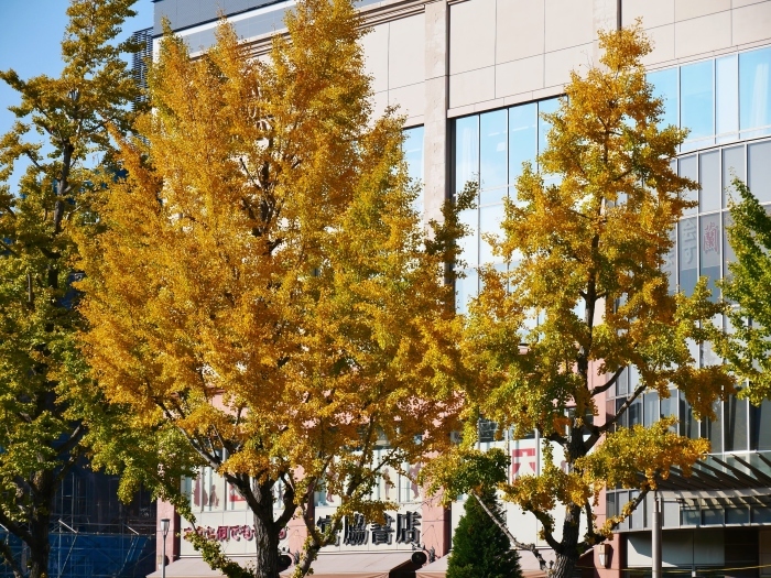 　　　　　和歌山城公園の 紅葉・黄葉　　２０２０-１２-０８　００：００_b0093754_21001465.jpg